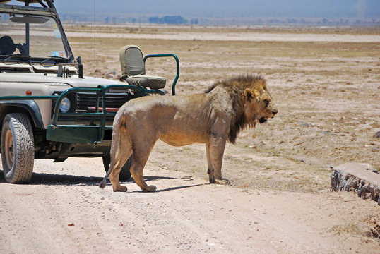 Löwe im Amboseli Nationalpark Kenia