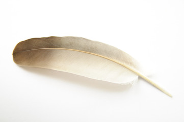 Feather on white background #2.