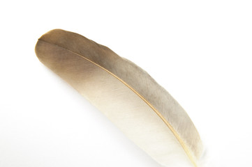 Feather on white background #3.