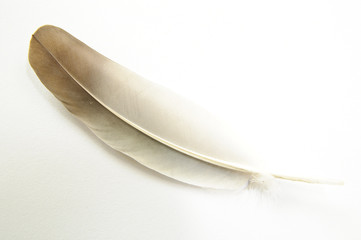 Feather on white background #7.