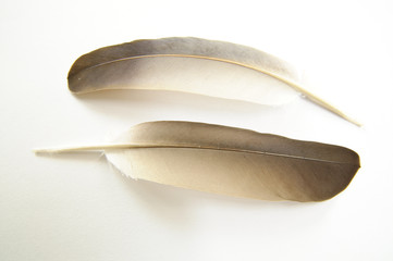 Feather on white background #8.