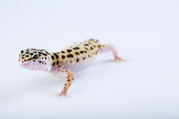 Leopard gecko