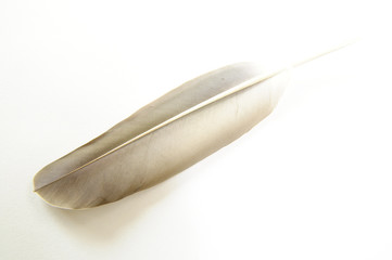 Feather on white background #12.