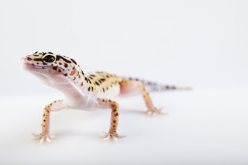 Small gecko reptile lizard