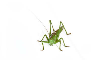 grasshopper