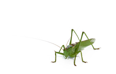 grasshopper
