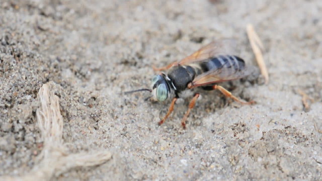 mosca
