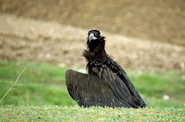 Buitre negro