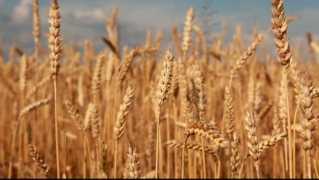 wheat