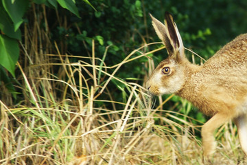 Chasse et lièvre