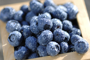 Blaubeeren Vaccinium myrtillus Heidelbeeren