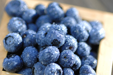 Blaubeeren Vaccinium myrtillus Heidelbeeren