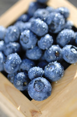 Blaubeeren Vaccinium myrtillus Heidelbeeren