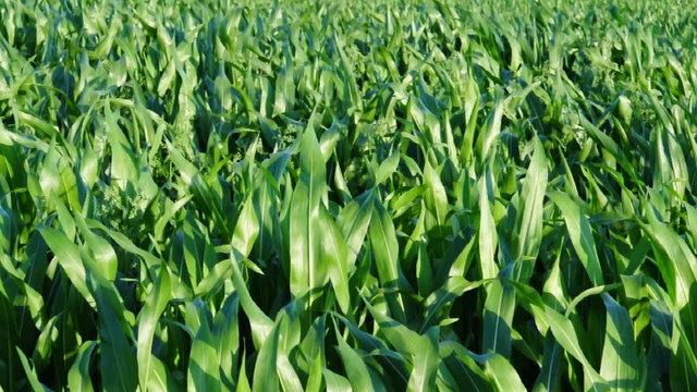 Maisfeld