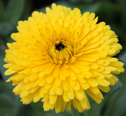 fleur jaune de souci