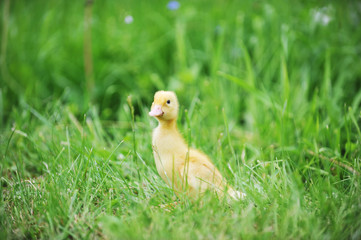 duckling on green grass