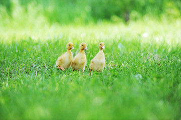 three fluffy chicks