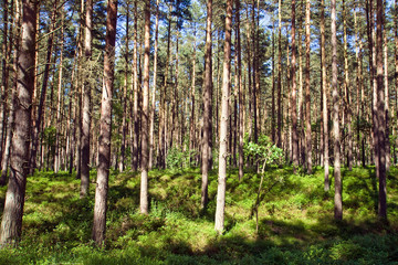 Sunny pine forest