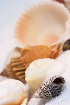 Seashell detail