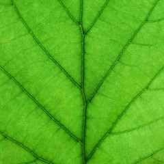 Green leaf detail
