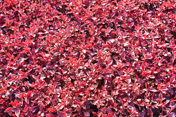 Red plants pattern