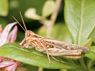 Grasshopper