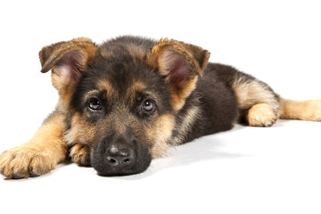 german shepard dog