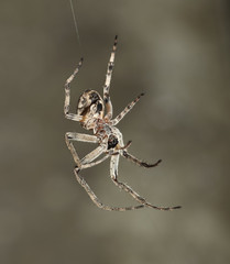 spinne spider 05
