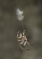 spinne spider 06