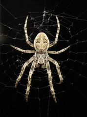 spinne spider 07
