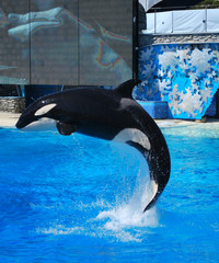 Killer whale jumps