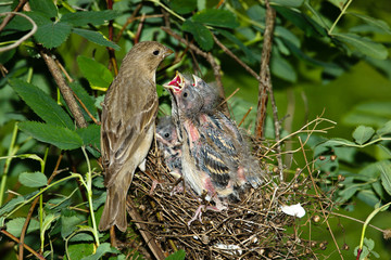 Carpodacus erythrinus, Common Rosefinch, female.