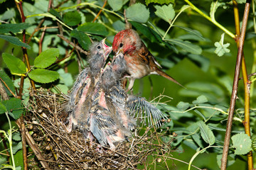Carpodacus erythrinus, Common Rosefinch, male