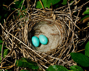 Obraz premium Carpodacus erythrinus, Common Rosefinch. Nest of a bird.