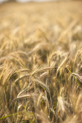 Wheatfield