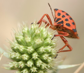 Punaise