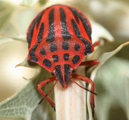 Punaise