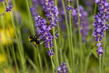 Naklejka premium Wilde Hummel bei der Arbeit