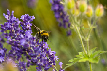 Wilde Hummel bei der Arbeit