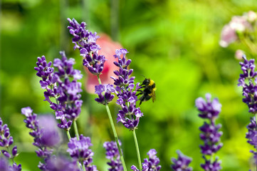Wilde Hummel bei der Arbeit