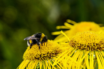 Wilde Hummel bei der Arbeit