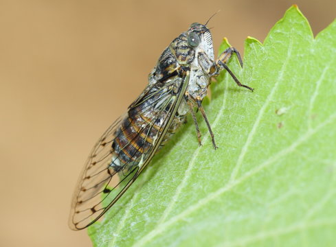 Cigale sur une feuille de vigne