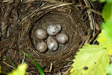 Yellowhammer, Emberiza citrinella. Nest with eggs