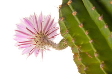 Cactus flower