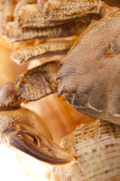 Sea crab on shell