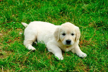 Golden retriever puppy in the grass