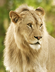 Male Lion Profile