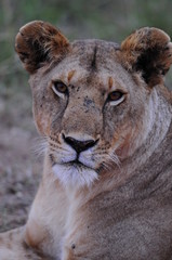 Lioness (Panthera leo), Masai Mara, Kenya