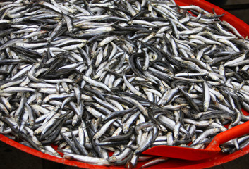 Bulk of fresh sprats on a market stall