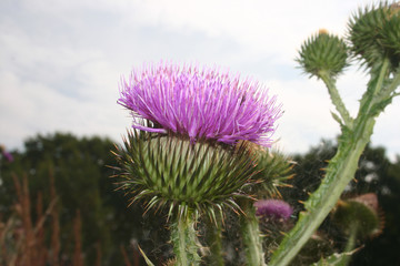 Distel / Thistle